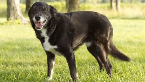 6 Good Reasons To Adopt A Senior Or Older Dog Dogtime