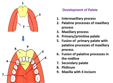 Development Of Palate Anatomy Qa
