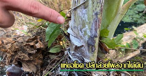 Jul 21, 2021 · ทำนายฝัน รวม 30 คำทำนายฝัน พร้อมตีเลขเด็ด ไม่ว่าจะเป็น ฝัน. หวยวันที่ 16 พฤษภาคม 2564 - 5loaeya71z2wdm - suicidal-thots