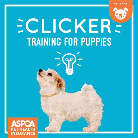 Clicker Training For Puppies Aspca® Pet Health Insurance Training