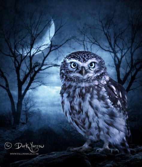 Images Of Moonlight Owls Moon Owl By ~dark Yarrow On Deviantart