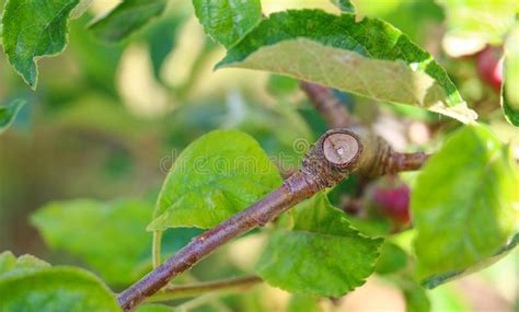 Pruned Apple Tree Branches With Leaves In May Stock Photo Image Of