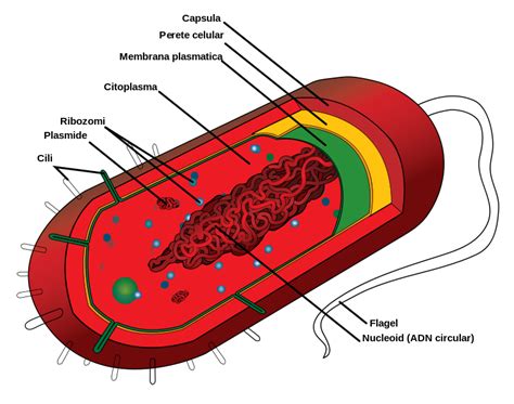 Fileprokaryote Cell Rosvg