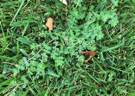 Common Lawn Weed Grass Identification