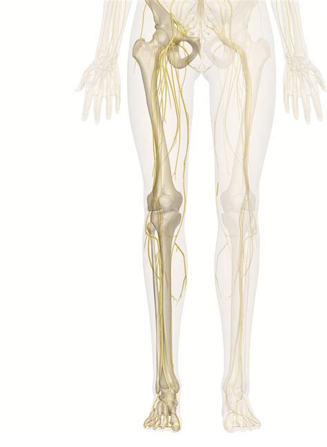 The Nerves Of The Leg And Foot D Anatomy Model