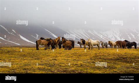 Herd Of Icelandic Horses Run Wild In The Meadows In Middle Of Winter