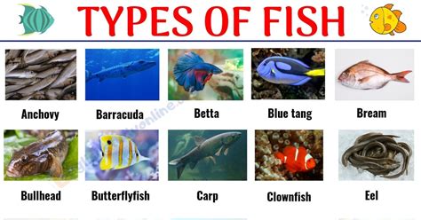 Interesting List Of 29 Types Of Fish With Pictures In English English