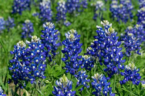 Where To Take Bluebonnet Photos In Fort Worth