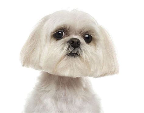 Shih Tzu Names Cute Male And Female Ideas For This Dog
