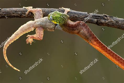 Boiga Cyanea Snake Eats Lizard Editorial Stock Photo Stock Image