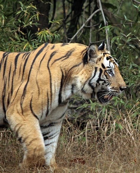 0104 B2 Bengal Tiger Bandhavgarh Ian Yule Flickr