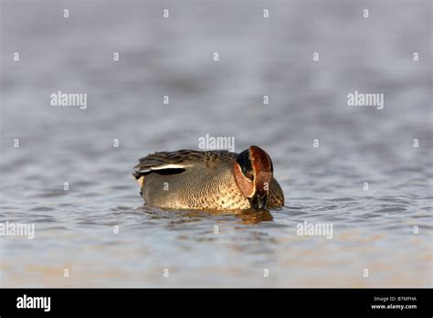 Feeding Male Common Teal Anas Crecca Stock Photo Alamy