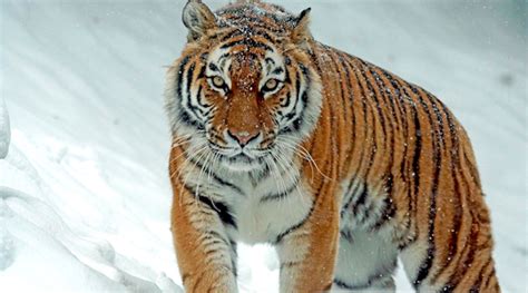 Arquivos tigre siberiano Conexão Planeta