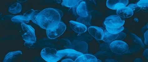 Download Wallpaper 2560x1080 Jellyfish Blue Transparent Dark