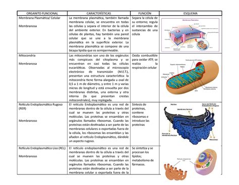 Cuadro Comparativo De Organelos Membranosos Y No Membranosos Primer