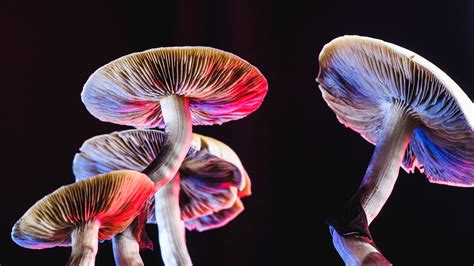 Lsd Vs Mushrooms For Anxiety And Depression Cccnmc