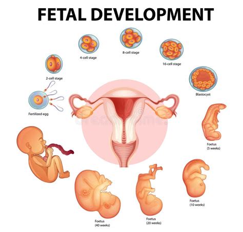 Etapas De La Infografía Por Vector De Desarrollo Embrionario Humano