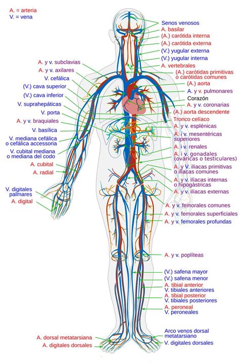 Filecirculatory System Essvg Wikimedia Commons Human Circulatory