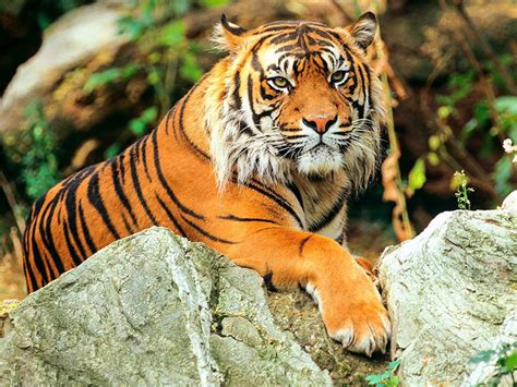 Bengal paper mills ltd (raniganj). Visit Bhutan in Winter: top eight things to do in Bhutan winter