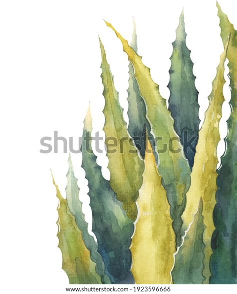 Aloe Watercolor เวกเตอร์และเวกเตอร์อาร์ตปลอดค่าลิขสิทธิ์และรับสิทธิ์