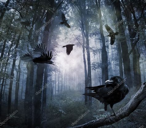 Crows In The Forest Stock Photo By ©camilabo 61250691