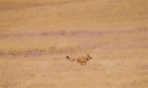 After 51 Years Swift Foxes Return To The Grasslands Of Fort Belknap