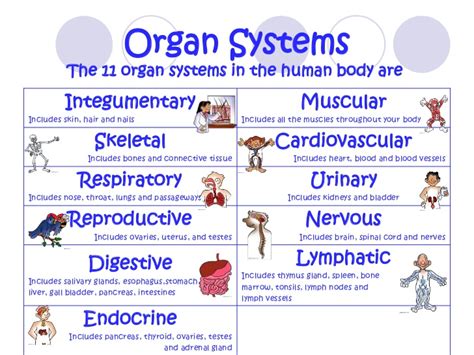 Similar systems are required by all animals, but the details of how they accomplish their tasks may vary. Living Organisms WHMS