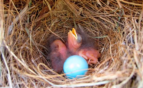 Bluebird Parental Care Of Hatchlings Nestlings And Fledglings Avian