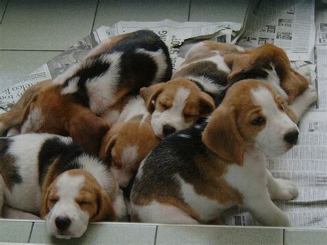 Tusindvis af nye billeder af høj kvalitet tilføjes hver dag. Lots of puppies! | Dogs are AWESOME! | Pinterest
