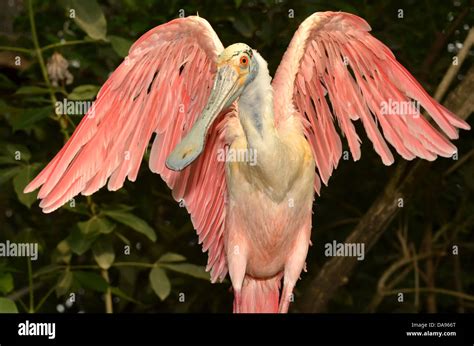 The Roseate Spoonbill Showing Off His Beautiful Rose Coloured Wings