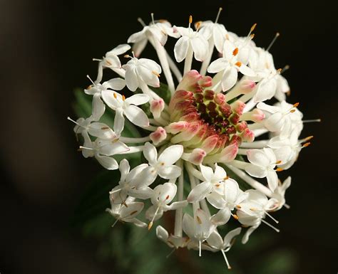 25 Beautiful Australian Wildflowers | Australian wildflowers, Australian flowers, Amazing flowers