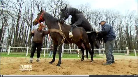 Horse Mating Scene In France Youtube