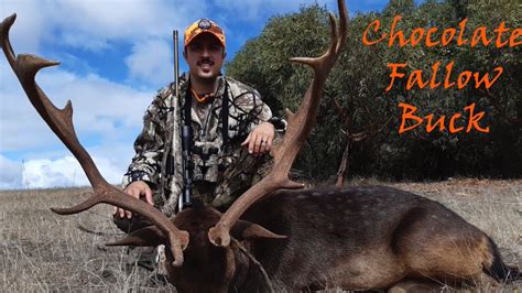 Fallow Deer Hunting Australia Chocolate Buck Kill Shot Ruger American
