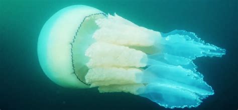 Barrel Jellyfish Filmed Off The Coast Of Pendennis Point Cornwall May