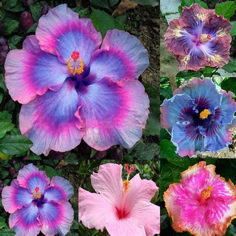 100pcs Rare Rainbow Color Giant Hibiscus Seeds Potted Plant Perennial