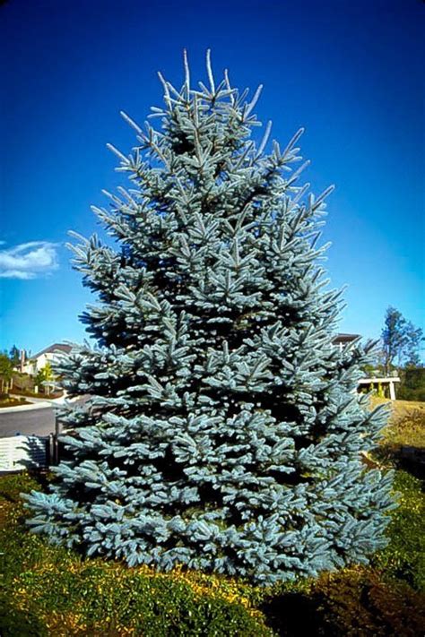 Colorado Blue Spruce For Sale Online The Tree Center