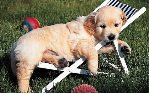 20 Best Cute Wallpaper Golden Retriever Adorable Puppies You Can Use It