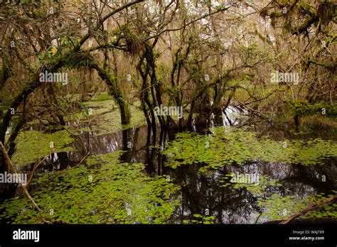 Cypress Swamp Big Cypress National Preserve Florida Stock Photo Alamy