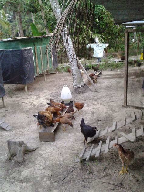 Khasiat cuka epal sitik's blog via sitik.wordpress.com. DINARA AGRO FARM: Cara Mudah Menternak Ayam Kampung Ori