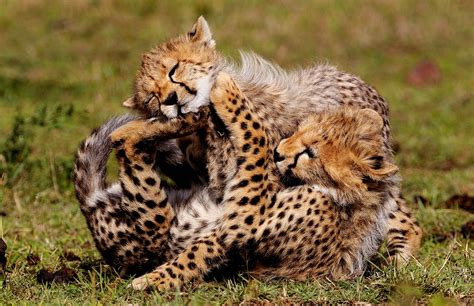 Busy Cheetah Mum Cares For Her Six Adorable Cubs Daily Mail Online