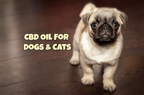 Their pet line—and extension of diamond cbd for humans—includes cat food, treats, and cbd oil. Best Healthy Treats and Natural Supplements for Your Dog ...