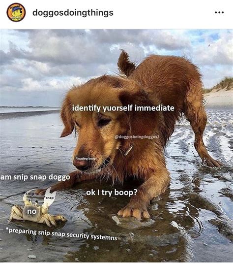 Pin By Princess Pin On Haha In 2020 Funny Dog Memes Doggo Dog Memes