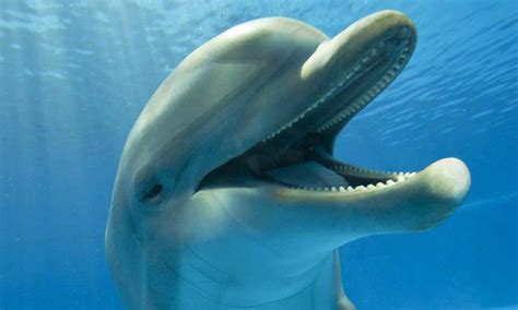 Dolphins Live Wallpaper Hd Apk Download Free