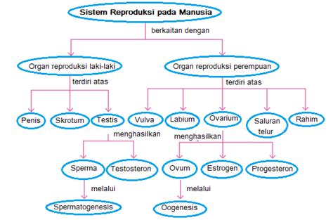 Mind Map Sistem Reproduksi Manusia Imagesee
