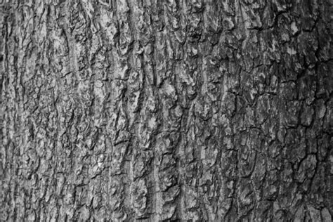Tree Bark Black And White Closeup Stock Photo Download Image Now