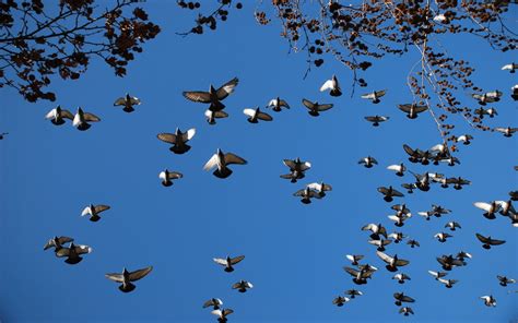 49 Birds Flying Wallpaper