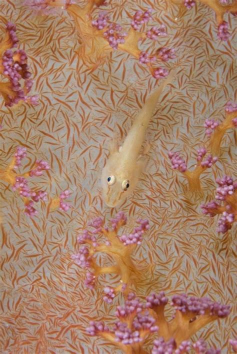 Somerset House Images Indonesia Triton Bay Soft Coral Goby Fish