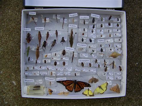 How to Make an Insect Collection | Insect collection, Insect collection project, Science ...