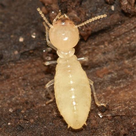 Termite Thrasher Termite And Pest Control