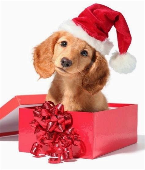 Puppy Present Dog Christmas Pictures Christmas Dog Christmas Puppy